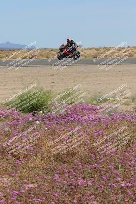 media/Mar-12-2023-SoCal Trackdays (Sun) [[d4c8249724]]/Turn 15 Inside Bloom (130pm)/